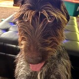 Entry image for Duke