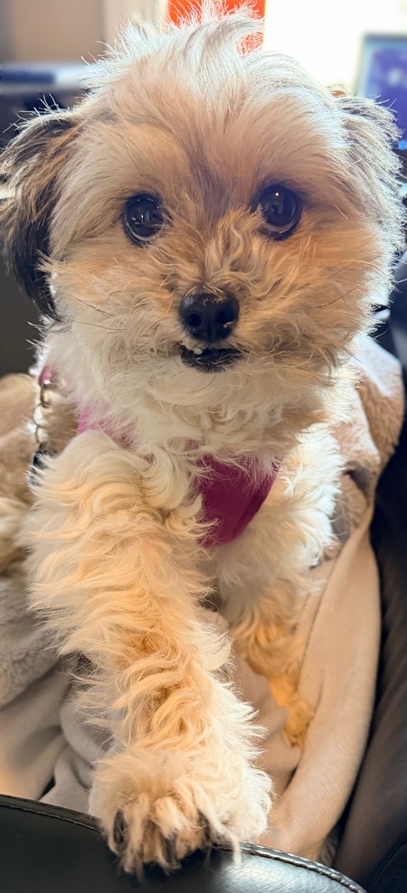 Entry image for Stella. Clicking this image will show a larger photo