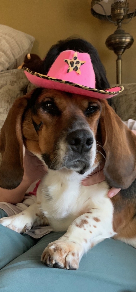 Entry image for Bailey. Clicking this image will show a larger photo