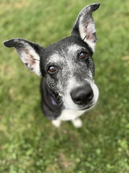 Entry image for Chloe. Clicking this image will show a larger photo