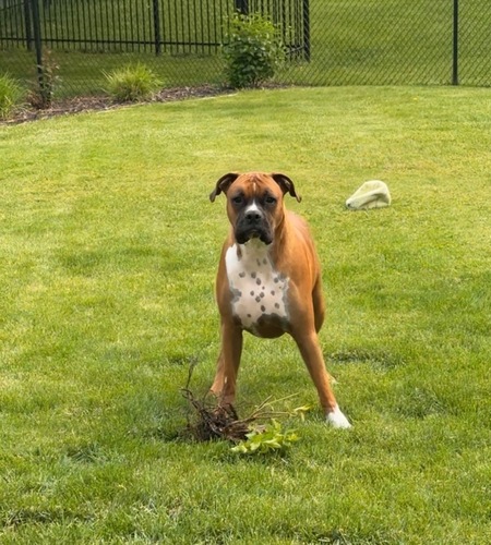 Entry image for Chip. Clicking this image will show a larger photo