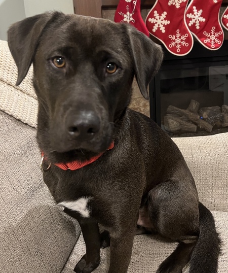 Entry image for Bear. Clicking this image will show a larger photo