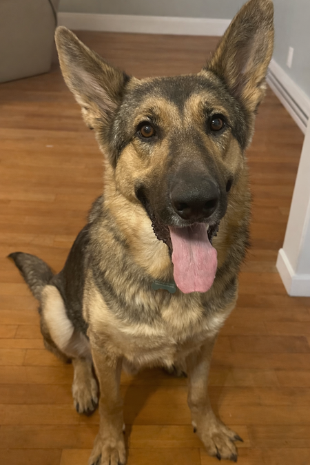 Entry image for Moose. Clicking this image will show a larger photo