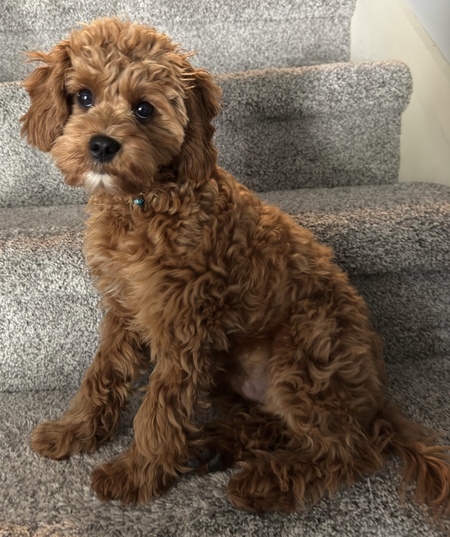 Entry image for Baxter. Clicking this image will show a larger photo