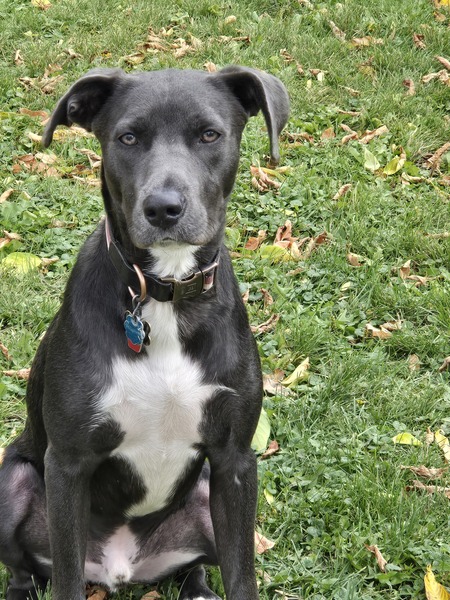 Entry image for Thor. Clicking this image will show a larger photo