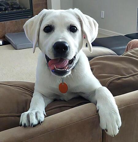 Entry image for Lucy. Clicking this image will show a larger photo