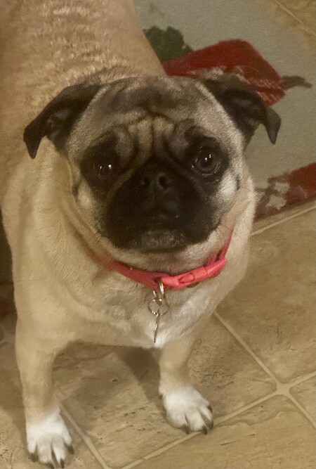 Entry image for Lucy. Clicking this image will show a larger photo