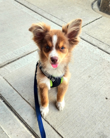 Entry image for Fiyero. Clicking this image will show a larger photo