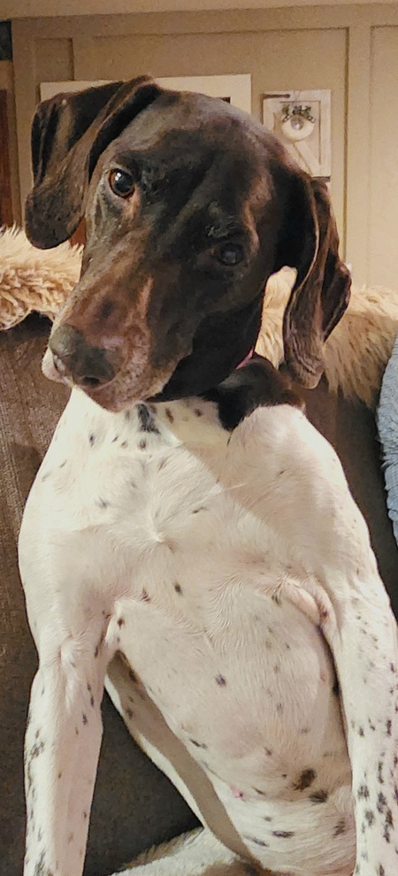 Entry image for Willow. Clicking this image will show a larger photo