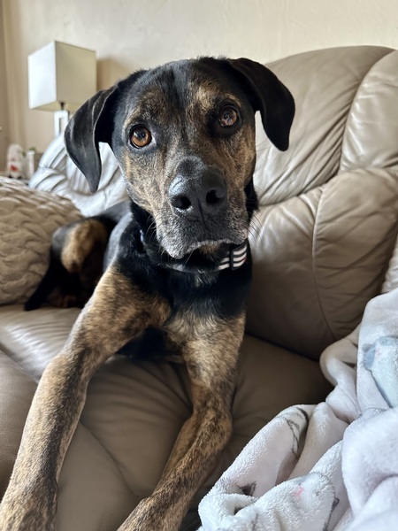 Entry image for Hal. Clicking this image will show a larger photo