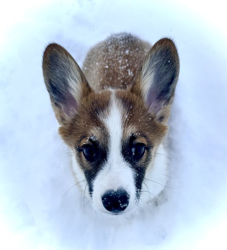 Entry image for Buckley. Clicking this image will show a larger photo