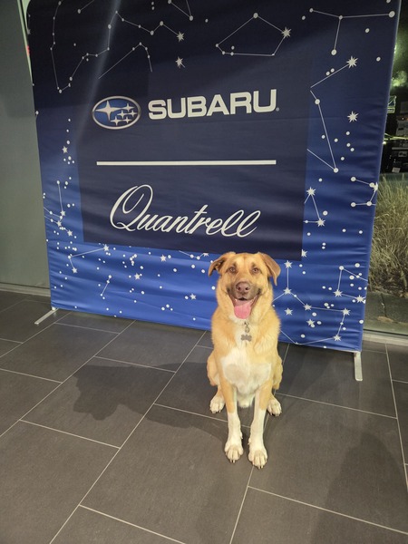 Entry image for Sundance . Clicking this image will show a larger photo