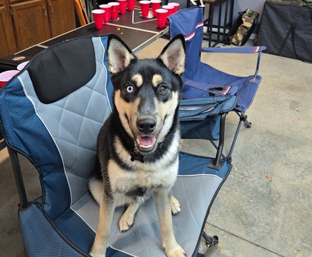 Entry image for Gilly . Clicking this image will show a larger photo