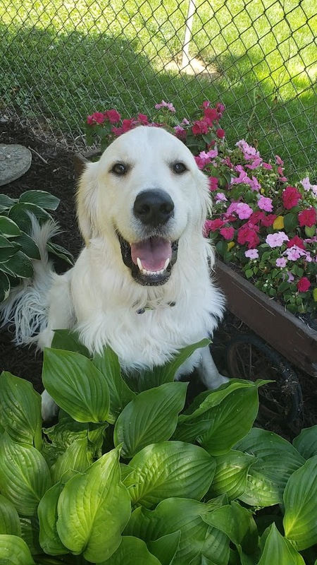 Entry image for Beau. Clicking this image will show a larger photo