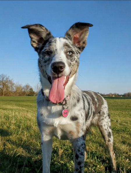 Entry image for Holley. Clicking this image will show a larger photo