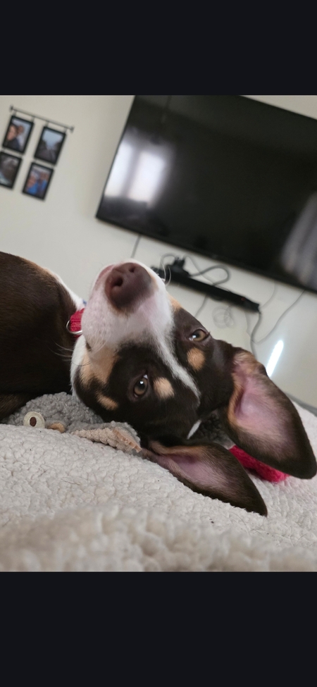 Entry image for Willow. Clicking this image will show a larger photo