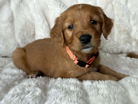 Entry image for Whiskey . Clicking this image will show a larger photo