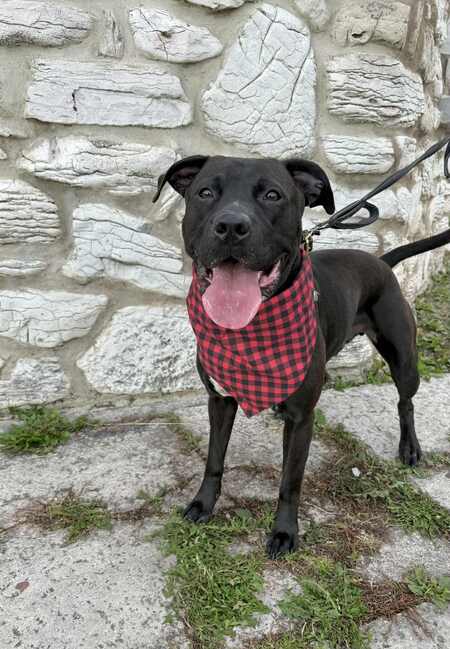 Entry image for KJ. Clicking this image will show a larger photo