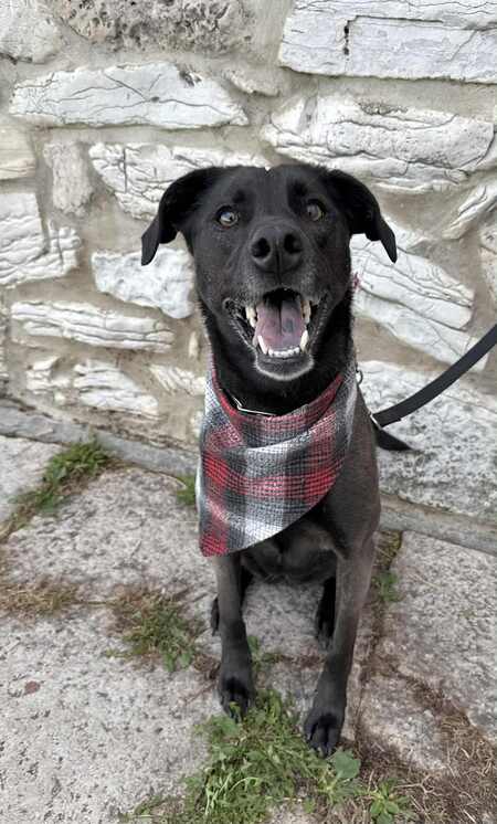 Entry image for Dixie. Clicking this image will show a larger photo