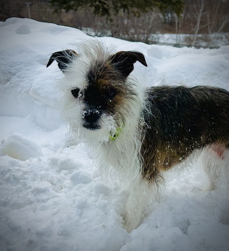 Entry image for Nellie . Clicking this image will show a larger photo