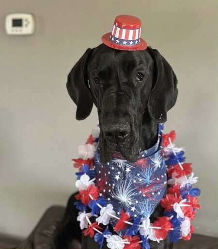 Entry image for Joe. Clicking this image will show a larger photo