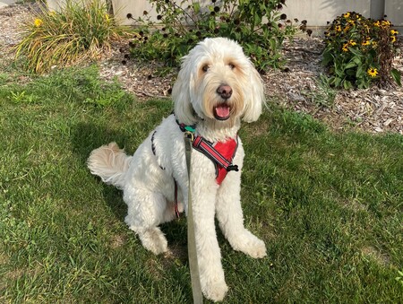 Entry image for Peaches. Clicking this image will show a larger photo