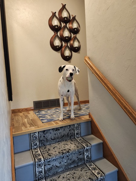 Entry image for Chief . Clicking this image will show a larger photo