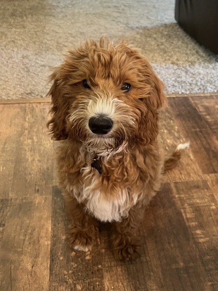 Entry image for Freddy. Clicking this image will show a larger photo