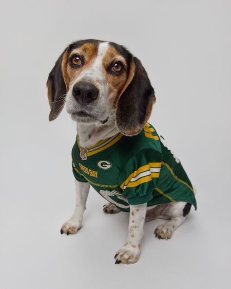 Entry image for Stanley. Clicking this image will show a larger photo