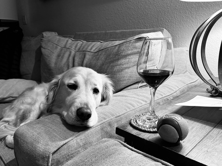 Entry image for Lila . Clicking this image will show a larger photo