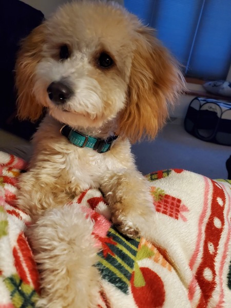 Entry image for Murphy. Clicking this image will show a larger photo