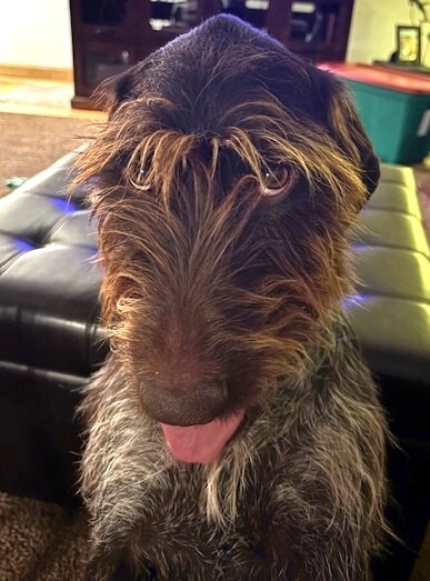 Entry image for Duke. Clicking this image will show a larger photo