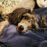 Entry image for Bambi