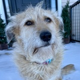 Entry image for Clementine 