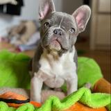 Entry image for Olive