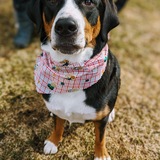 Entry image for Bailey 