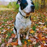 Entry image for Chevy