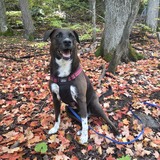 Entry image for Chica