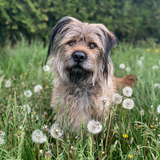 Entry image for Panzer