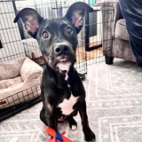 Entry image for Winston