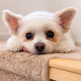 Entry image for Cassie