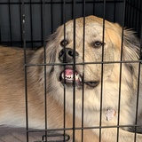 Entry image for Mishka