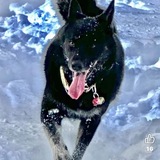 Entry image for RAVEN