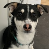 Entry image for Maisy