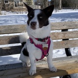 Entry image for Betty blue eyes from Baffin Island aka Betty White