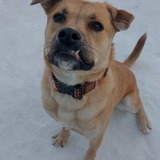 Entry image for Bear