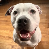 Entry image for Luc aka Mammoth Puppy