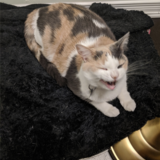 Entry image for Hippo