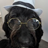 Entry image for Hops