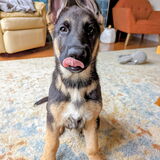 Entry image for Quillan